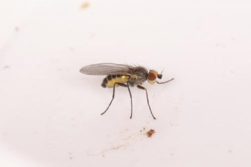 Phytomyza sp.